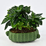 Gardenia Jasminoides Flowering Plant