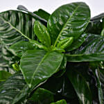 Gardenia Jasminoides Flowering Plant