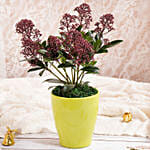 نبات سكيميا جابونيكا أحمر