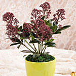 نبات سكيميا جابونيكا أحمر