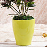 نبات سكيميا جابونيكا أحمر