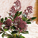 نبات سكيميا جابونيكا أحمر