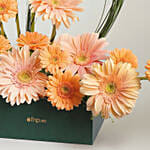 Gerbera Grace