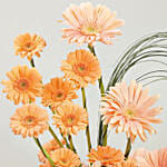 Gerbera Grace