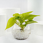 نبات المال الذهبي في أصيص زجاجي