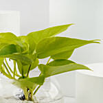 نبات المال الذهبي في أصيص زجاجي