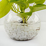 نبات المال الذهبي في أصيص زجاجي