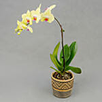 Graceful Yellow Orchid Plant