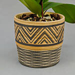 Graceful Yellow Orchid Plant