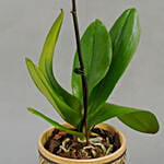 Graceful Yellow Orchid Plant