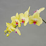Graceful Yellow Orchid Plant