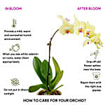 Graceful Yellow Orchid Plant