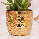 Happy Diwali Blessing Plant