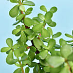 هدايا يوم المعلم | نبات الجاد