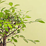 Harmony Bonsai Delight