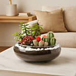 نبتة كراسولا وصبار وفيتونيا في وعاء سمك زجاجي