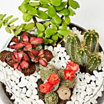 نبتة كراسولا وصبار وفيتونيا في وعاء سمك زجاجي