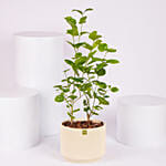 نبات الياسمين العر بي الأخضر  في أصيص فاخر