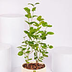 نبات الياسمين العر بي الأخضر  في أصيص فاخر