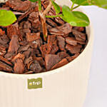 نبات الياسمين العر بي الأخضر  في أصيص فاخر