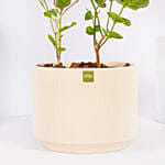 نبات الياسمين العر بي الأخضر  في أصيص فاخر