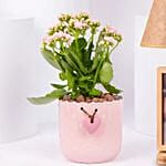 Kalanchoe Plant with Photo Lamp