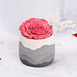 مزهرية وردة محفوظة فوشيا