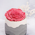 مزهرية وردة محفوظة فوشيا