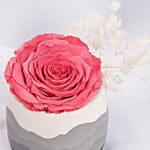 مزهرية وردة محفوظة فوشيا