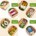 Love of Flowers Twice a Week Subscription