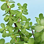 Love You Dad Jade Plant with Perfume