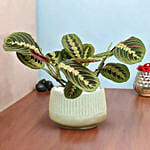 نبتة مارانتا منزلي أخضر في أصيص بيج مميز