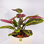 Maranta Potted Plant