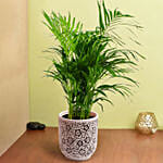 Medium Areca Palm Plant