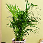 Medium Areca Palm Plant