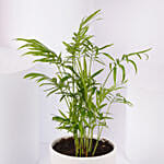 نبات الشاميدوريا الأخضر في أصيص فاخر أبيض