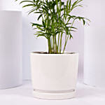 نبات الشاميدوريا الأخضر في أصيص فاخر أبيض