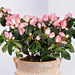 Mom If You Were A Flower Azalea Plant