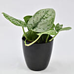 أصيص شجرة الحظ | نبات البوثوس