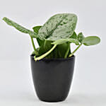 أصيص شجرة الحظ | نبات البوثوس