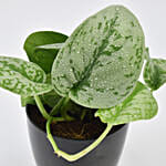 أصيص شجرة الحظ | نبات البوثوس