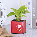 يا حظي فيك | اصيص نبات المال