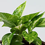 يا حظي فيك | اصيص نبات المال