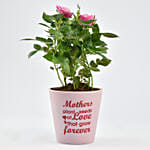 Mothers Love Rose Plant
