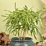 Natures Beauty Croton Plant