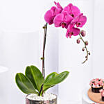 Orchid Plant And Cupcakes