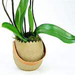 Orchid Plant in Designer Planter