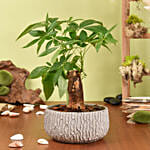 نبات شجرة المال باشيرا في أصيص فخم