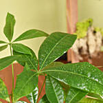 نبات شجرة المال باشيرا في أصيص فخم