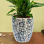 زنبق السلام | أصيص منقوش